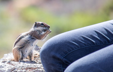 zahme Squirell (Atlashörnchen) füttern auf Fuerteventura ein Tourismusmagnet