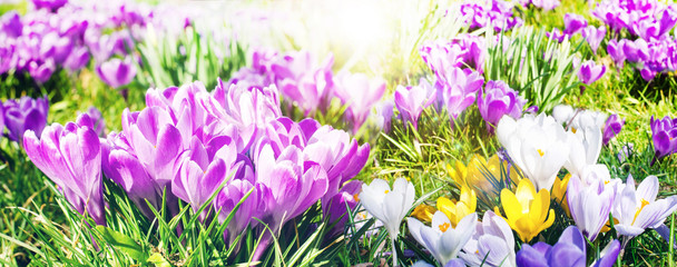 Obraz na płótnie Canvas Frühlingserwachen, Ostergruß, Blütenzauber, Alles Liebe, Glück, Freude: Wiese mit zarten Krokussen :)