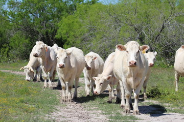 Charolais Cattle