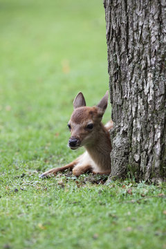 Fan lying down next to tree