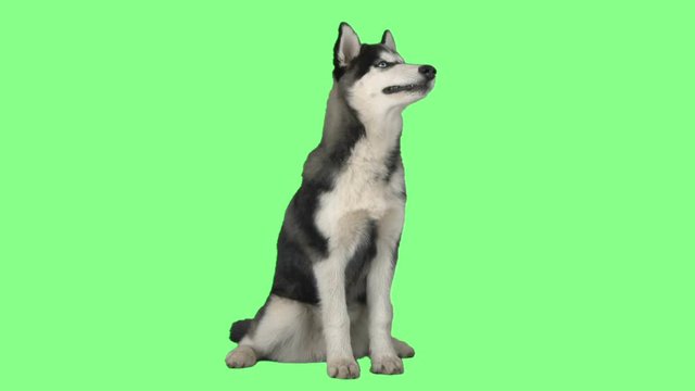 dog talking on the green screen
