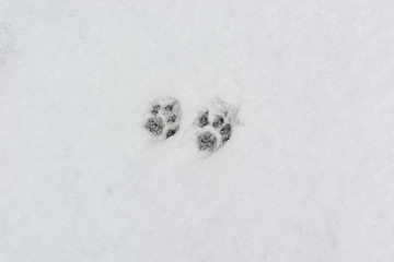 Footprints in the snow cats.