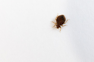 bed bug top view