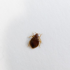 bed bug on white background