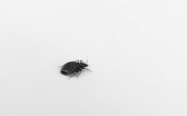 bed bug on a sheet of paper - black and white
