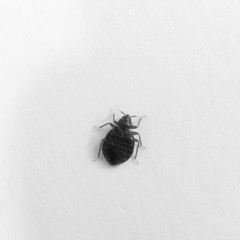 bed bug on white background - black and white