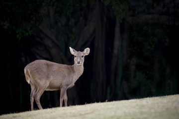 wilderness deer in natural wild life  field