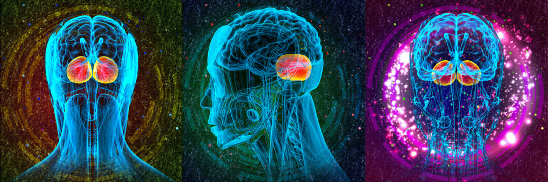 3D rendering medical illustration of the human brain cerebrum