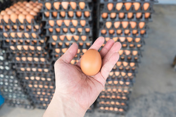 Hand holding eggs from chicken farm on lot of egg in the package background..