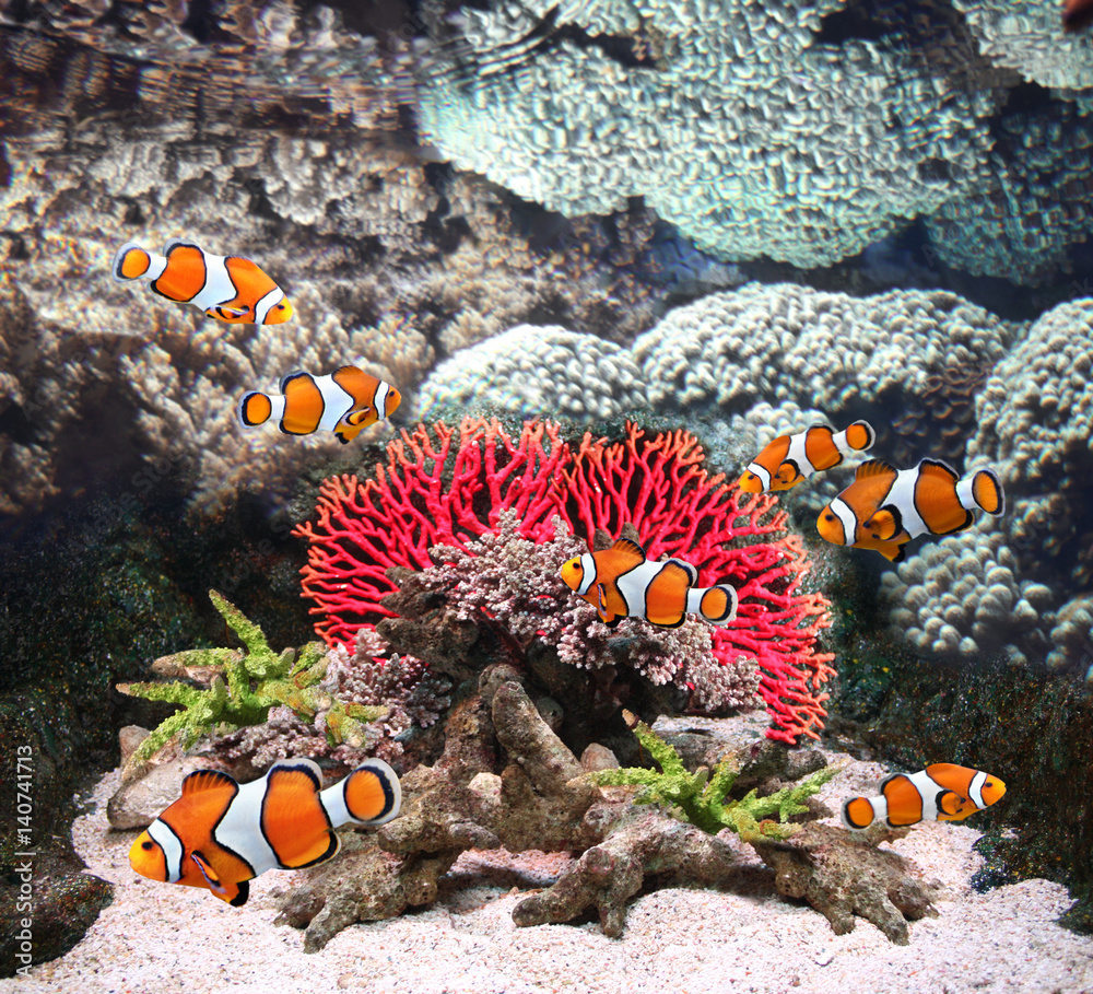 Canvas Prints Sea corals and clown fish