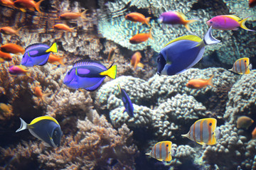 Underwater scene with tropical fish