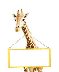 Fototapeta premium Giraffe with signboard