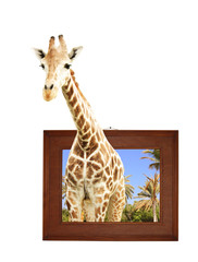 Giraffe in wooden frame with 3d effect