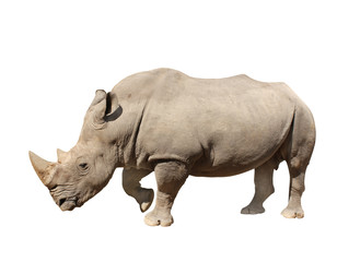 Naklejka premium White rhinoceros