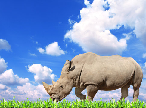 White rhinoceros and green grass