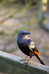 Red winged starling