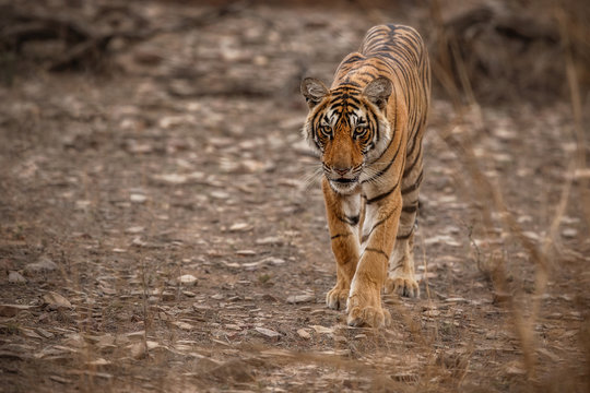 Young tiger female is walking straight towards the photographer/wild animal in the nature habitat/India/big cats/endangered animals/close up with tigress