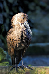 Hamerkop bird