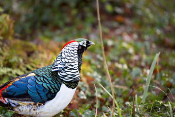 Lady Amherst's pheasant profile