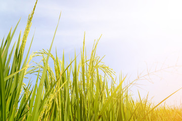 Rice field. Thai agriculture
