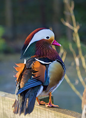 Mandarin duck