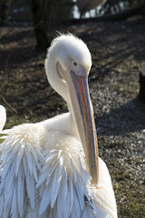 White pelican