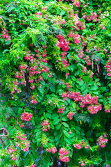 Pink flowers blossom, Quisqualis Indica flower plant , Chinese honeysuckle, Rangoon Creeper or Combretum indicum.