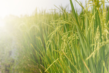 Rice field. Thai agriculture