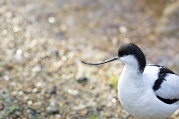 Pied Avocet