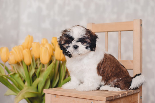 Little Shih tzu puppy with yellow tulips sitting on a chair, grey background