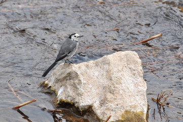 White wagtail (Motacilla alba), on the rock in the river