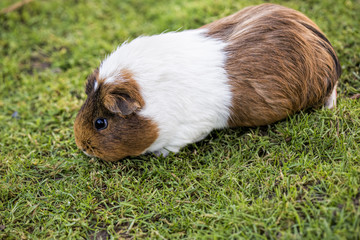 Guinea pig feeding on the grass