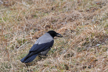 Hooded crow looking for food during a winter in the city