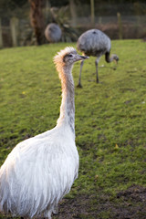 White emu on the farm