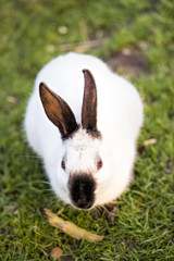 White rabbit with black ears on the grass