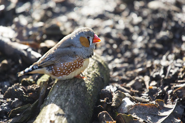Zebra finch