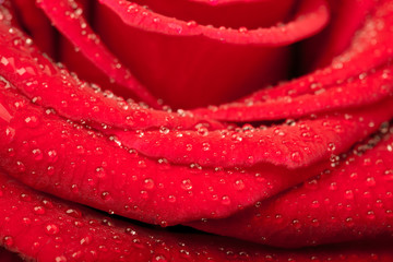 Red rose with water drops