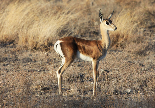 Grant's gazelle standing in grass