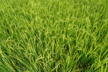 Fototapeta na wymiar Rice field. Thai agriculture