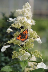 Hydrangea paniculata Kyushu mit Schmetterling 