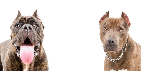 Portrait of two dogs, breed of Cane Corso and a pit bull, closeup, isolated on white background