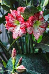 Multiple stripy pink white hippeastrum (amaryllis) flowers with red stripes on petals in nature garden background Star Lily Amaryllidaceae delightful houseplant with winter blossom used in bouquets