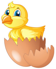 Little chick comes of of egg
