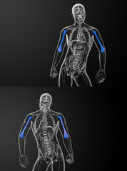Fototapeta na wymiar 3d rendering medical illustration of the humerus bone