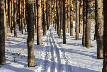 Ski track in pine forest