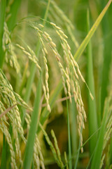 Rice field. Thai agriculture