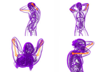 3d rendering medical illustration of the humerus bone