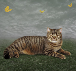 The big cat is lying on the grass. There are many yellow butterflies are round him.