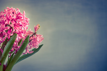 Pink fresh hyacinth close up.