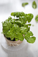 Basil herbs